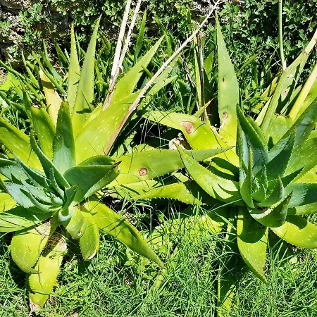 Mirakul 公寓 木洛希尼