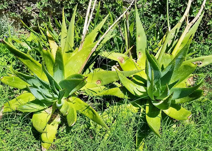 Mirakul Lägenhet Mali Lošinj